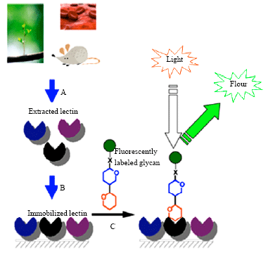 Image for - Lectin-based Biosensors: As Powerful Tools in Bioanalytical Applications