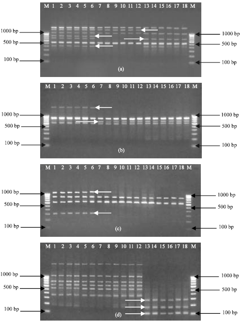 Image for - Chemical and Molecular Fingerprinting of Different Cultivars of Pelargonium graveolens (L’ Herit.) viz., Reunion, Bourbon and Egyptian