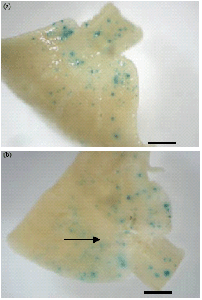 Image for - Biolistic Transformation of Citrullus vulgaris Schrad (Watermelon)