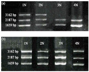 Image for - Identification of Genomic Markers by RAPD-PCR Primer in Leukemia Patients