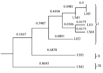 Image for - Evaluation of Genetic Variability of Kenyan, German and Austrian Isolates of Exserohilum turcicum using Amplified Fragment Length Polymorphism DNA Marker