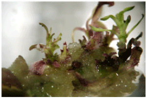 Image for - Enhanced Development of Embryogenic Callus in Stevia rebaudiana Bert. by Additive and Amino acids