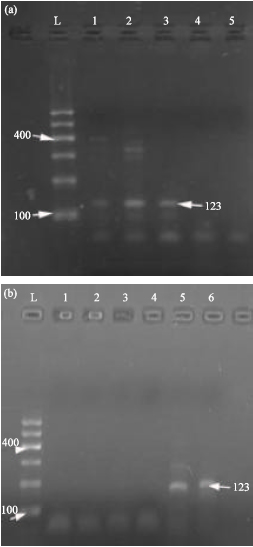 Image for - Detection of Genetically Modified Maize and Soybean Food Products in the  Jordanian Market