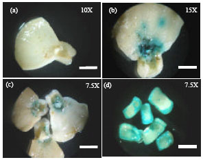 Image for - Cotyledon with Hypocotyl Segment as an Explant for the Production of Transgenic Citrullus vulgaris Schrad (Watermelon) Mediated by Agrobacterium tumefaciens
