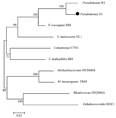 Image for - Identification of Pseudomonas sp. Strain S3 Based on Small Subunit Ribosomal RNA Gene Sequences