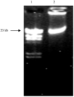 Image for - Amplification of arsH Gene in Lactobacillus acidophilus Resistant to Arsenite