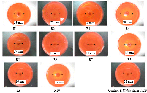 Image for - Screening, Isolation and Selection of Cellulolytic Fungi from Oil Palm Empty Fruit Bunch Fibre