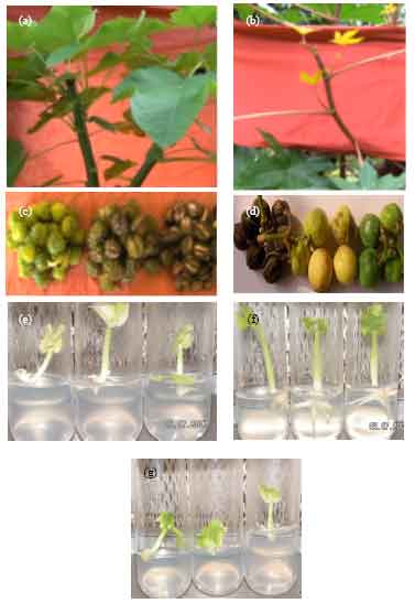 Image for - In vitro Regeneration of Ricinus communis L. and Jatropha curcas L. for Biofuel Production