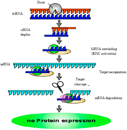 Image for - Wondrous RNAi-Gene Silencing