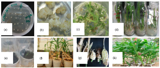 Image for - Plant Regeneration of Ethiopian Tropical Maize (Zea mays L.) Genotypes