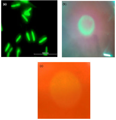 Image for - Ascending Endophytic Migration of Locally Isolated Diazotroph, Enterobacter sp. Strain USML2 in Rice