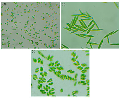 Image for - Optimization of Various Growth Media to Freshwater Microalgae for Biomass Production