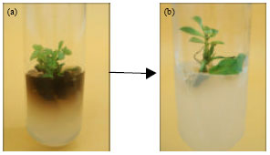 Image for - In vitro Clonal Propagation of Cassia tora L. (Coffee Pod): A Medicinal Plant
