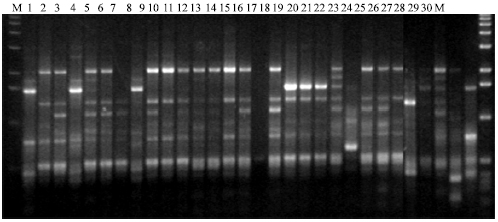Image for - Genetic Fingerprinting of Pseudomonas aeruginosa Involved in Nosocomial Infection as Revealed by RAPD-PCR Markers