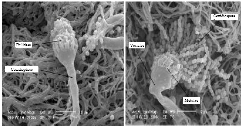 Image for - Screening, Isolation and Selection of Cellulolytic Fungi from Oil Palm Empty Fruit Bunch Fibre