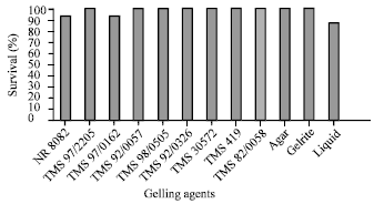 Image for - Micropropagation of Yam (Dioscorea rotundata): Assessment of Performance in Cassava Starch-gelled Medium