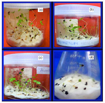 Image for - Influence of Pre-Sowing Treatments on in vitro Seed Germination of Ativisha (Aconitum heterophyllum Wall) of Uttarakhand