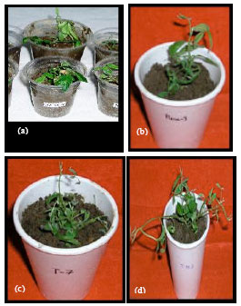 Image for - Assessment of In vitro Multiple Shoot Bud Induction from Leaf Explants among Eleven Indian Cultivars of Pigeon Pea (Cajanus cajan L. Mill sp.)