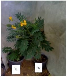 Image for - Evaluation of Genetic Variation in Mutants of Senna occidentalis using Protein Pattern and RAPD Markers