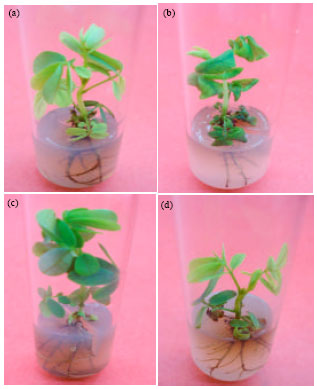 Image for - In vitro Clonal Propagation of Cassia tora L. (Coffee Pod): A Medicinal Plant