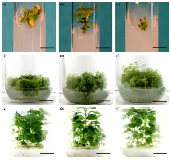 Image for - Impact of Biofield Treatment on Growth and Anatomical Characteristics of Pogostemon cablin (Benth.)