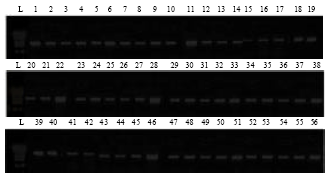 Image for - Preliminary Studies on Isolation of Genomic DNA suitable for PCR from Some African Sapindaceae