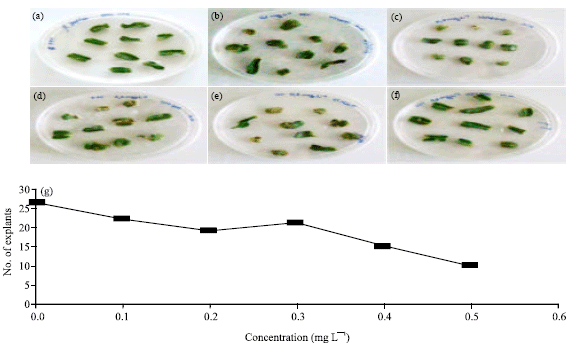 Image for - Analysis of the Inhibitory Concentration of Ammonium Glufosinate in Cotyledons Explants of Tomato Plants (Solanum lycopersicon)