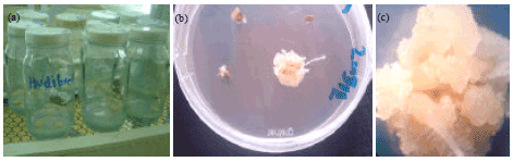 Image for - Effects of Auxin and Source of Explants on Callus Induction of Tropical Maize