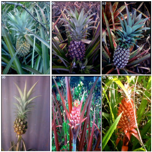 Image for - Evaluation of Different Pineapple (Ananas comosus Merr L.) Varieties Using Morphological and Genetic Markers in Mauritius