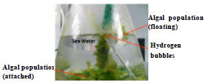 Image for - Hydrogen Production by Green Alga GAF99 in Sea Water Bioreactor: 1. Isolation of Alga and Evaluation of Environmental Conditions