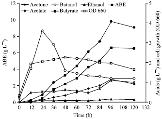 Image for - Enhancement of Biobutanol Production by Butyric Acid Addition Using Clostridium saccharoperbutylacetonicum N1-4 (ATCC 13564)
