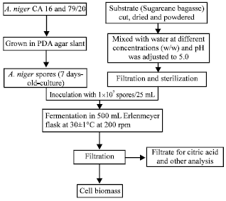 Image for - Improved Citric Acid Production by Radiation Mutant Aspergillus niger Using Sugarcane Bagasse Extract