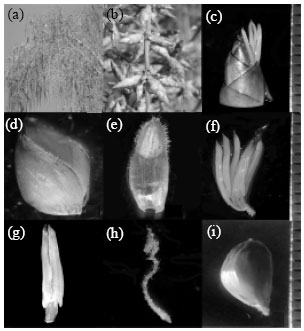 Image for - In vitro Seed Germination and Micropropagation of Edible Bamboo Dendrocalamus giganteus Munro using Seeds