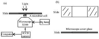Image for - A Simple Platform for Real-time and Dynamic Assay of Single Microbial Cell