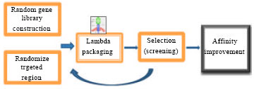 Image for - Lambda Phage Nanoparticles for Targetomics