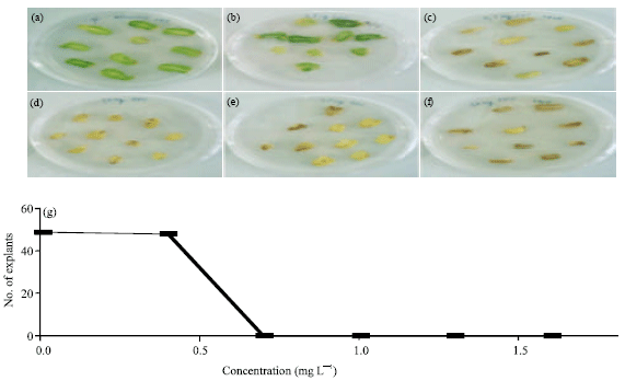 Image for - Analysis of the Inhibitory Concentration of Ammonium Glufosinate in Cotyledons Explants of Tomato Plants (Solanum lycopersicon)