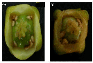 Image for - Study of Flowering Behavior and Sex Determination in Garcinia indica (Thomas-Du Pettite) Choisy by Means of Molecular Markers