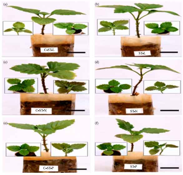 Image for - Impact of Biofield Treatment on Growth and Anatomical Characteristics of Pogostemon cablin (Benth.)