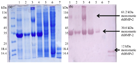 Image for - Recombinant Human Bone Morphogenetic Protein-2: Optimization of Overproduction, Solubilization, Renaturation and Its Characterization