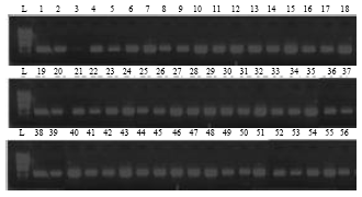 Image for - Preliminary Studies on Isolation of Genomic DNA suitable for PCR from Some African Sapindaceae