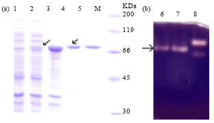 Image for - Characterization of the Thermophilic Starch Degrading Petrotoga Strain 64G3 and the Expression of its α-amylase Gene
