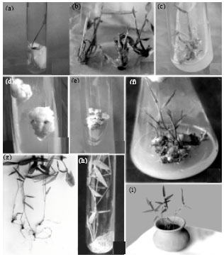 Image for - In vitro Seed Germination and Micropropagation of Edible Bamboo Dendrocalamus giganteus Munro using Seeds
