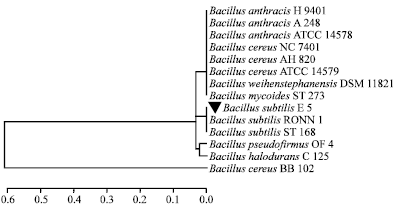 Image for - Production of Antimicrobial Metabolites by Bacillus subtilis and  their Applications