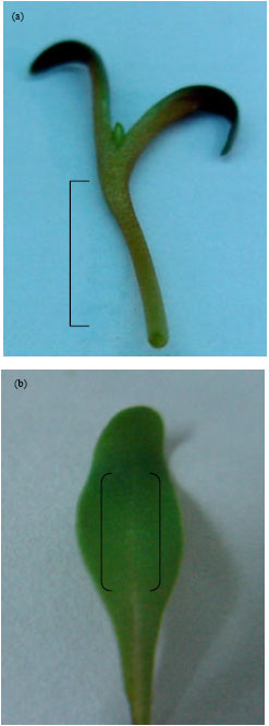 Image for - Callus Induction and Shoot Organogenesis in Two Sugar Beet (Beta vulgaris  L.) Breeding Lines in vitro Cultured