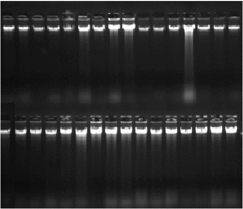 Image for - Probing the Single Nucleotide Polymorphism (Snp) of Swine PPAR Delta Gene