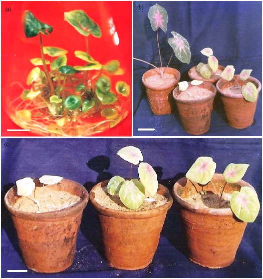 Image for - Tissue Culture Induced Variability in some Horticultural Important Ornamentals: Chromosomal and Molecular Basis-A Review
