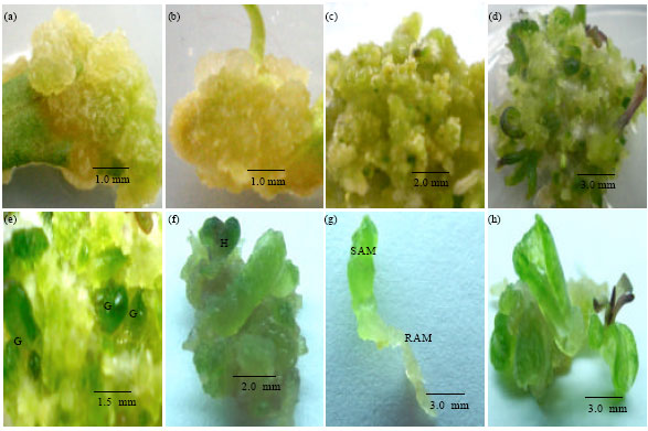 Image for - Callus Induction and Somatic Embryogenesis from Leaf and Nodal Explants of Lycium barbarum L. (Goji)