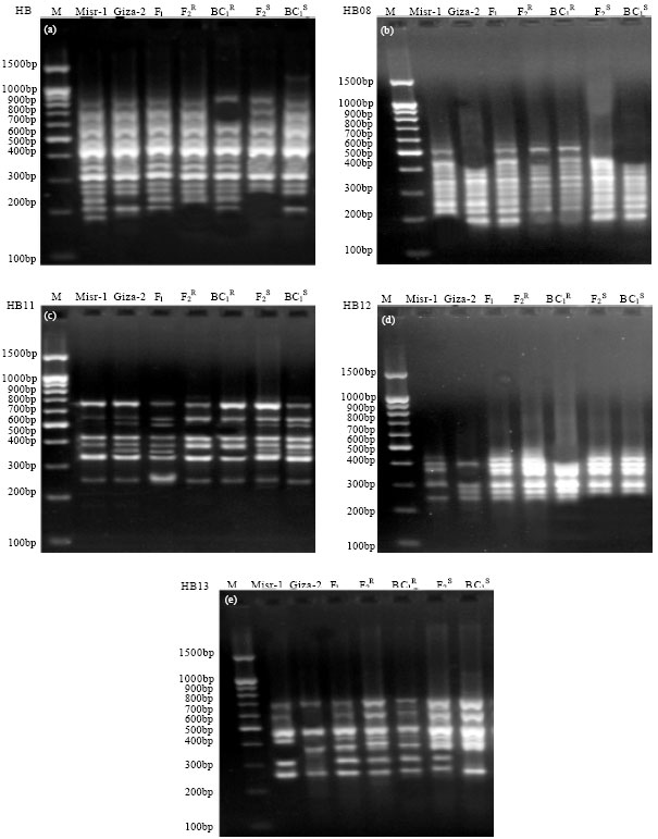 Image for - Gene Action and Molecular Markers Associated with Orobanche Resistance in Faba Bean (Vici faba L.)