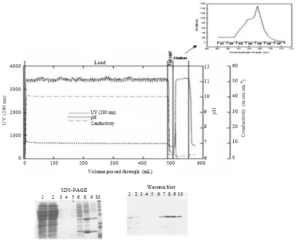 Image for - Efficient Chromatographic Processes for Elevated Purification of Antibody  Fragment(Fab D1.3) from Crude Escherichia coli Culture