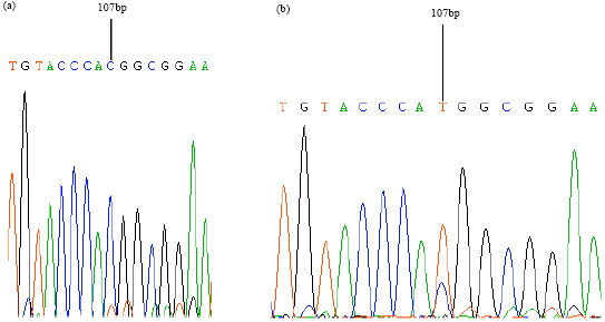 Image for - Probing the Single Nucleotide Polymorphism (Snp) of Swine PPAR Delta Gene